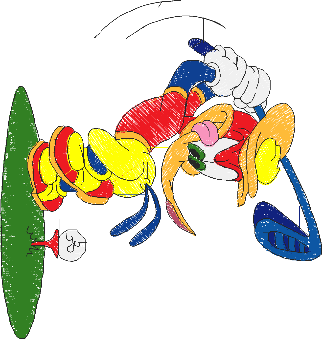 Woddy (29)
